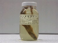 藏品(原鮫)的圖片